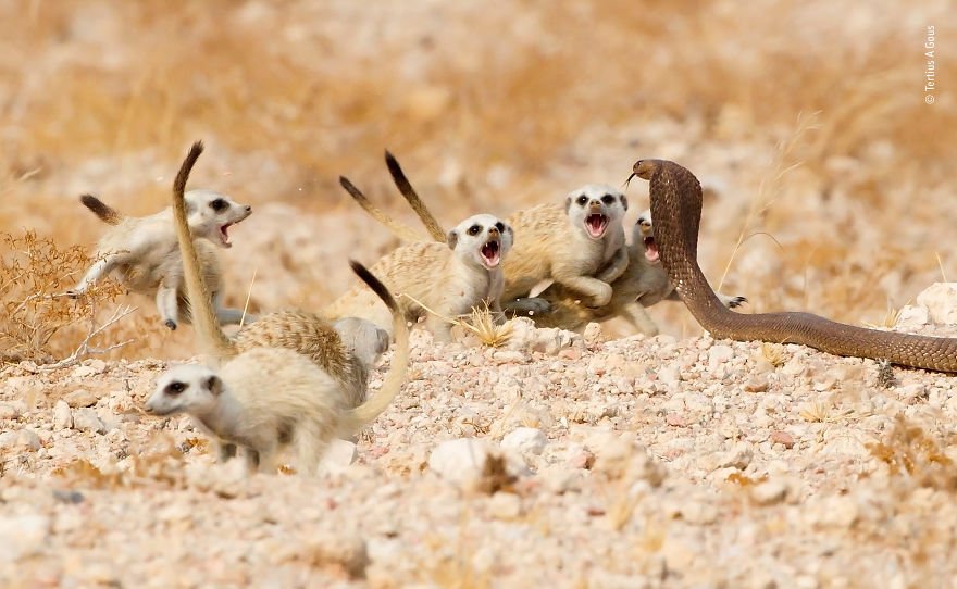 Kompetisi Wildlife Photographer of The Year 2018 Sudah Menemukan Pemenangnya. Mana Foto Favoritmu?