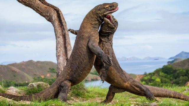 4 Fakta Kenapa Komodo Cuma Ada di Indonesia. Bentuknya Sangar, Nyatanya Hewan Rumahan