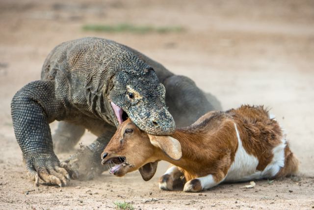 4 Fakta Kenapa Komodo Cuma Ada di Indonesia. Bentuknya Sangar, Nyatanya Hewan Rumahan