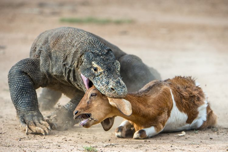 Pemprov NTT Akan Tutup Taman Nasional Komodo Selama Setahun. Pengusaha Wisata pun Kelabakan!