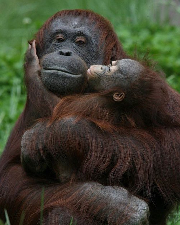 15 Potret Mesra Induk Hewan 'Ngemong' Anaknya. Kasih Sayang Ibu Memang Nggak Ada Duanya deh! :