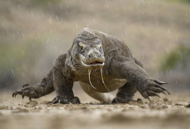 4 Fakta Kenapa Komodo Cuma Ada di Indonesia. Bentuknya Sangar, Nyatanya Hewan Rumahan