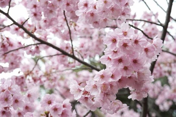 Indahnya Bunga Tabebuya yang Mekar di Jalanan Surabaya. Rasanya Seperti Liburan ke Jepang!