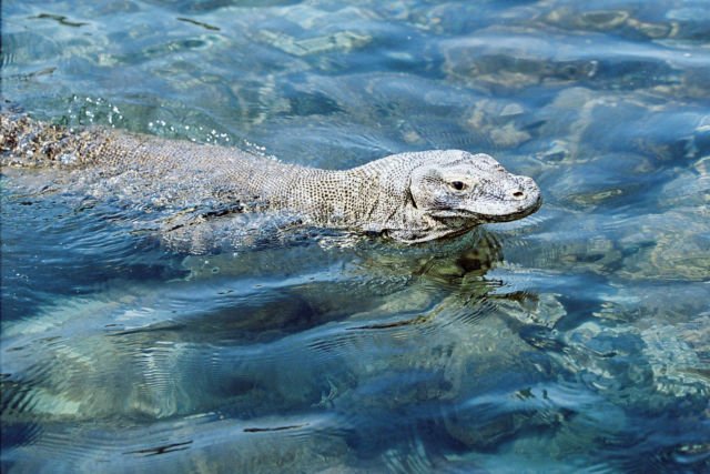 4 Fakta Kenapa Komodo Cuma Ada di Indonesia. Bentuknya Sangar, Nyatanya Hewan Rumahan