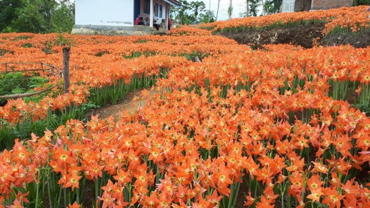 Taman Bunga Amarilis di Jogja Mekar Lagi. Datang dan Foto-Foto Boleh, Ngerusak Jangan!