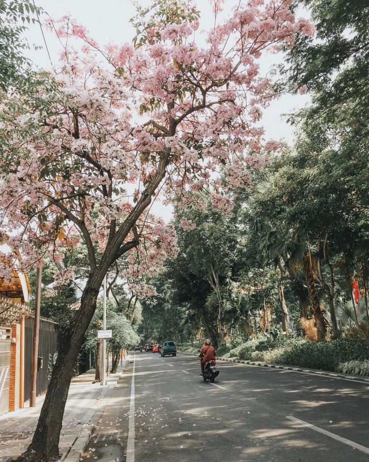 Indahnya Bunga Tabebuya yang Mekar di Jalanan Surabaya. Rasanya Seperti Liburan ke Jepang!