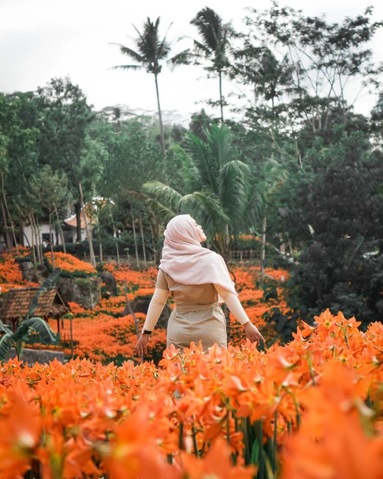 Taman Bunga Amarilis di Jogja Mekar Lagi. Datang dan Foto-Foto Boleh, Ngerusak Jangan!