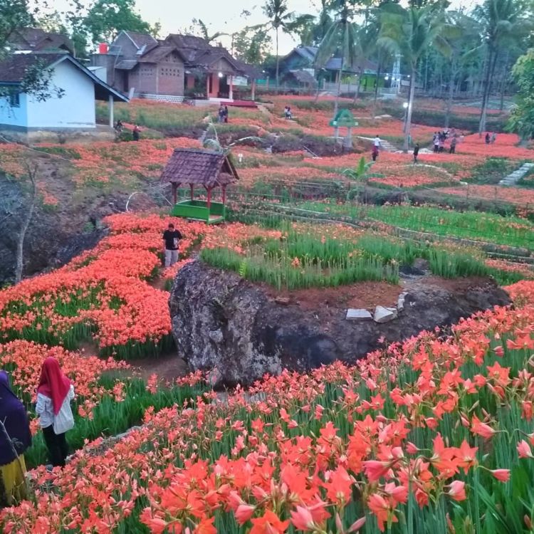 Taman Bunga Amarilis di Jogja Mekar Lagi. Datang dan Foto-Foto Boleh, Ngerusak Jangan!