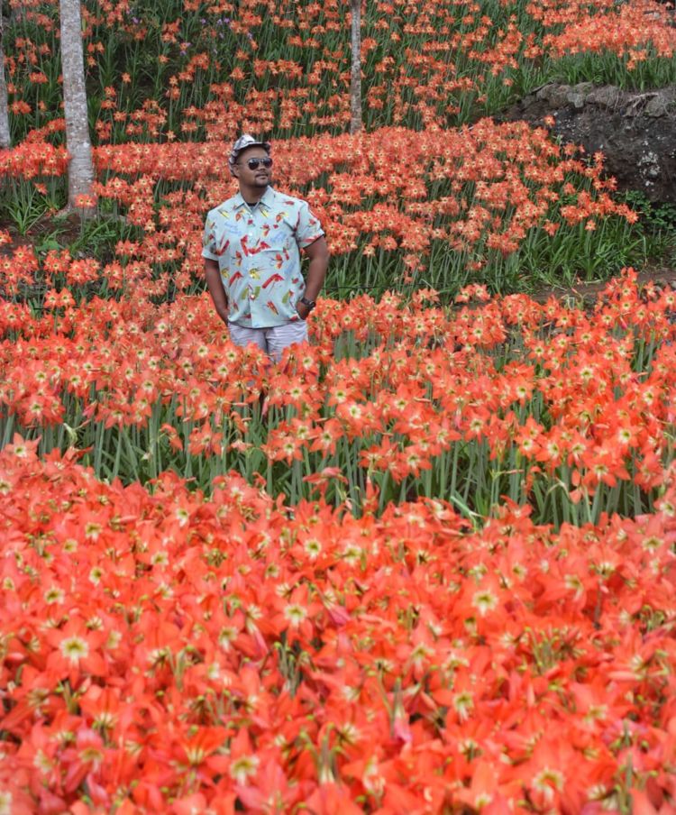 Taman Bunga Amarilis di Jogja Mekar Lagi. Datang dan Foto-Foto Boleh, Ngerusak Jangan!