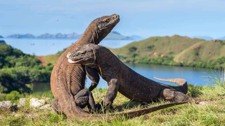 4 Fakta Kenapa Komodo Cuma Ada di Indonesia. Bentuknya Sangar, Nyatanya Hewan Rumahan