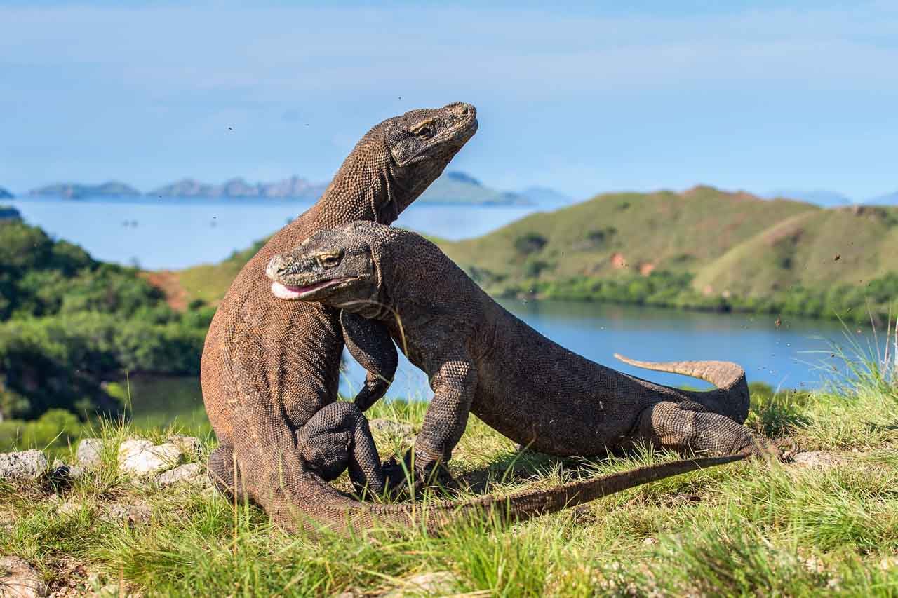 4 Fakta Kenapa Komodo Cuma Ada di Indonesia. Bentuknya Sangar, Nyatanya Hewan Rumahan