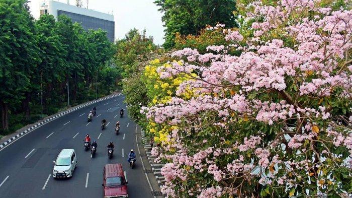 Indahnya Bunga Tabebuya yang Mekar di Jalanan Surabaya. Rasanya Seperti Liburan ke Jepang!