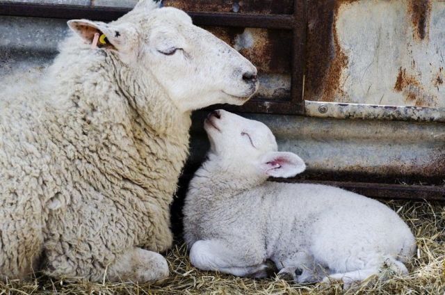 15 Potret Mesra Induk Hewan 'Ngemong' Anaknya. Kasih Sayang Ibu Memang Nggak Ada Duanya deh! :