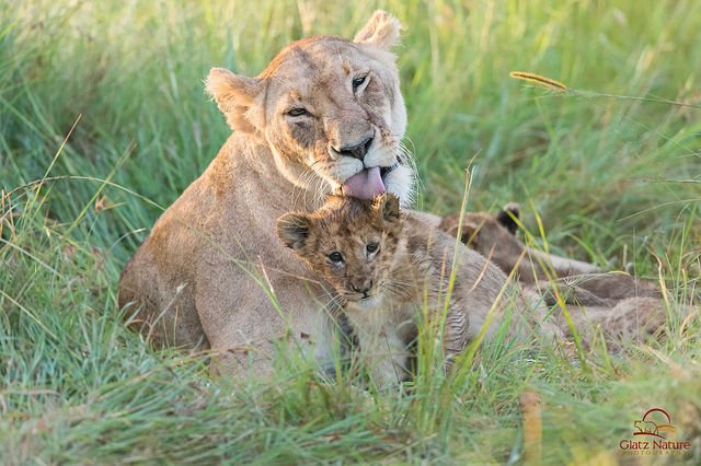 15 Potret Mesra Induk Hewan 'Ngemong' Anaknya. Kasih Sayang Ibu Memang Nggak Ada Duanya deh! :