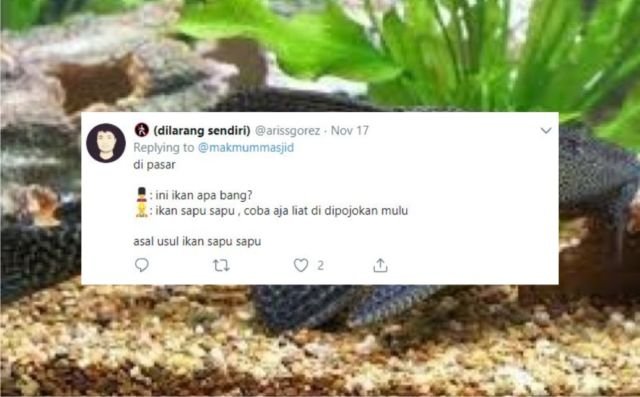 12+ Sejarah Asal Usul Nama Ikan Versi Warganet Twitter. Orang Awam mah Pasti Nggak Pernah Kepikiran!