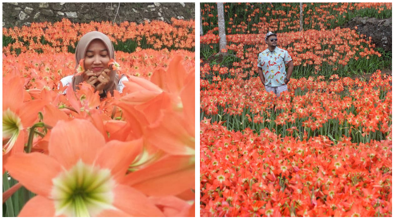 Taman Bunga Amarilis di Jogja Mekar Lagi. Datang dan Foto-Foto Boleh, Ngerusak Jangan!