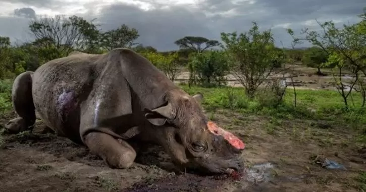 Legalkan Cula Badak & Tulang Harimau Buat Bahan Obat, Pemerintah Cina Bikin Geger Pecinta Hewan!