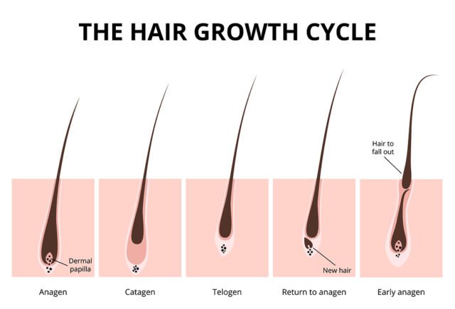 Penjelasan Simpel Kenapa Rambut Ketiak Tak Akan Sepanjang Rambut Kepala. Padahal Sama-sama Rambut