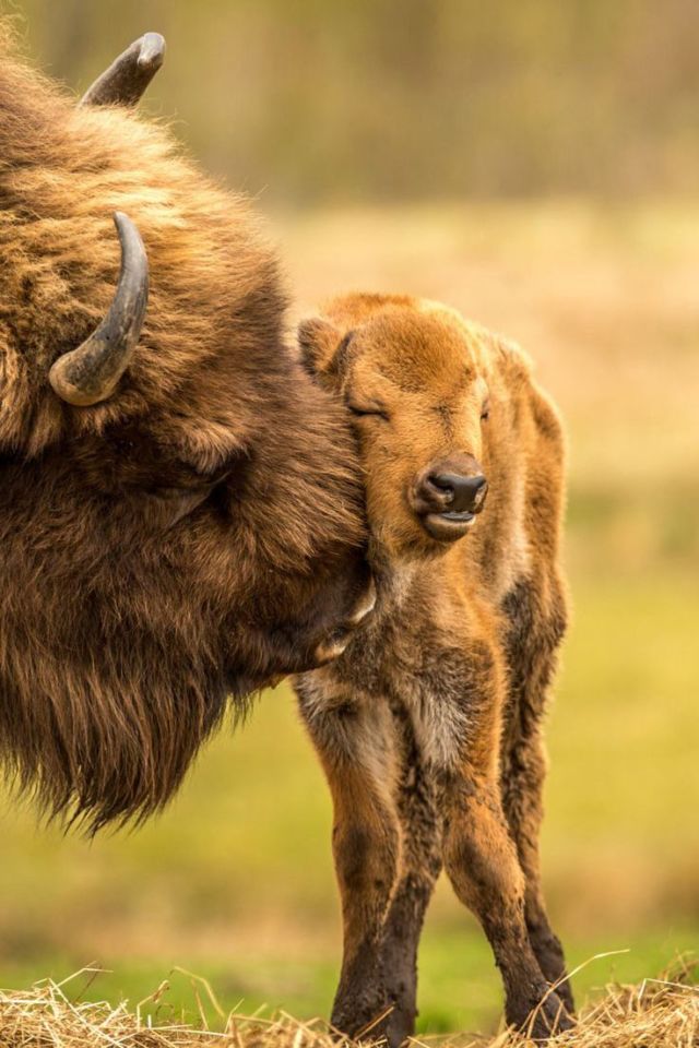 15 Potret Mesra Induk Hewan 'Ngemong' Anaknya. Kasih Sayang Ibu Memang Nggak Ada Duanya deh! :