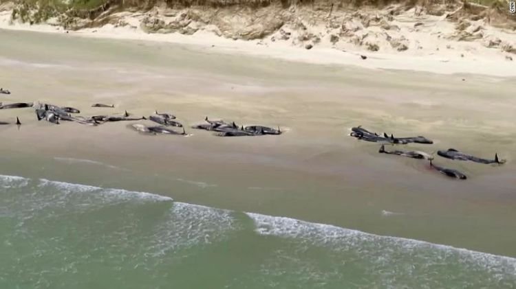 Ratusan Paus Ditemukan Mati Terdampar di Pantai New Zealand. Penyebabnya Sendiri Masih Jadi Misteri