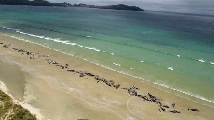 Ratusan Paus Ditemukan Mati Terdampar di Pantai New Zealand. Penyebabnya Sendiri Masih Jadi Misteri