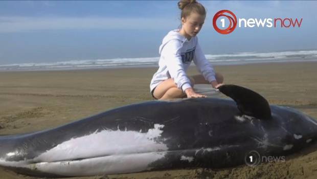 Ratusan Paus Ditemukan Mati Terdampar di Pantai New Zealand. Penyebabnya Sendiri Masih Jadi Misteri