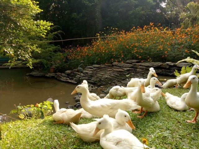 Yuk Main ke Rumah Gukguk di Lembang, Bandung. Anjing-Anjingnya Lucu dan Ramah Lho!