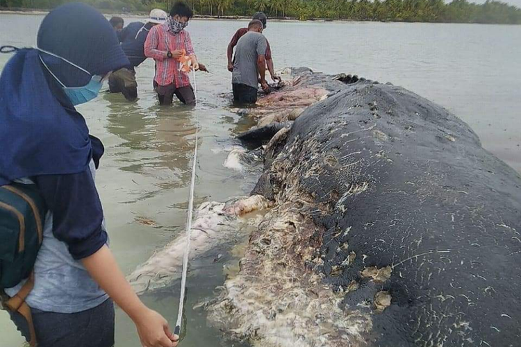 Paus Ditemukan Mati dengan Ratusan Plastik dan Sandal Jepit di Perutnya. Asli, Bikin Nggak Tega!