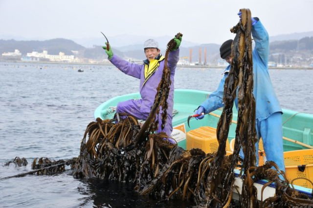 Begini Nasib Flora & Fauna Laut Saat Tsunami Terjadi. Ada Bisa yang Bertahan, Tapi Banyak yang Rusak