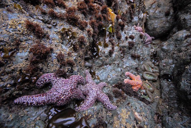 Begini Nasib Flora & Fauna Laut Saat Tsunami Terjadi. Ada Bisa yang Bertahan, Tapi Banyak yang Rusak