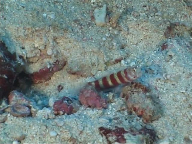 Begini Nasib Flora & Fauna Laut Saat Tsunami Terjadi. Ada Bisa yang Bertahan, Tapi Banyak yang Rusak