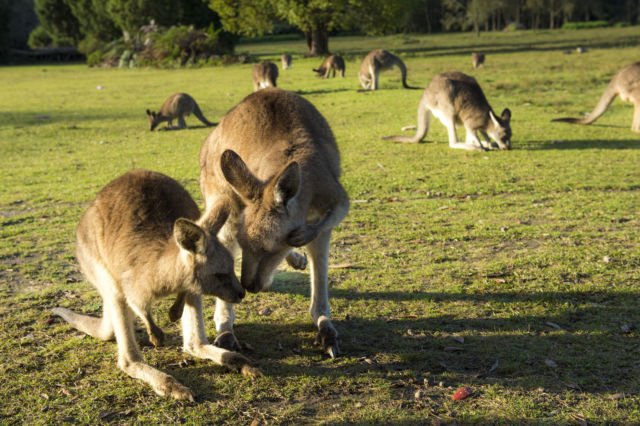 6 Tempat Asik di Australia yang Bisa Kamu Datangi. Cocok Buat yang Pengen Ngerasain Liburan ke Luar Negeri!