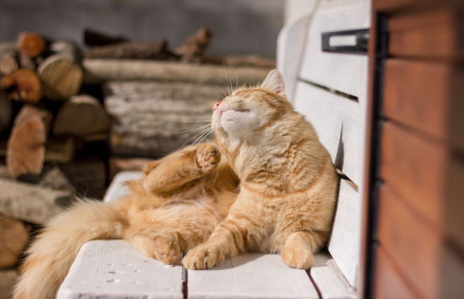 Cara Ampuh Menghilangkan Telur Kutu Kucing dalam 30 Menit