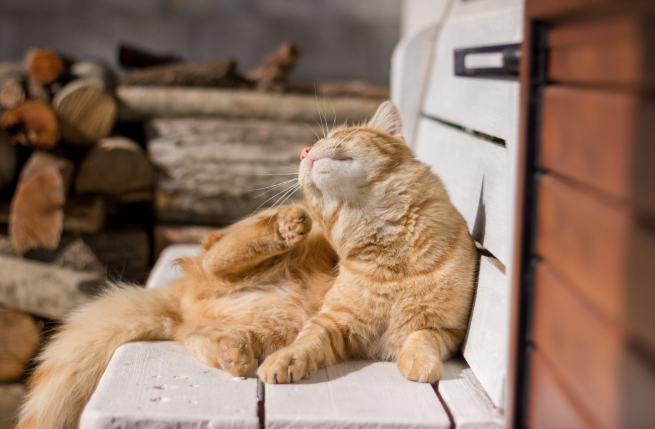 Cara Ampuh Menghilangkan Telur Kutu Kucing dalam 30 Menit