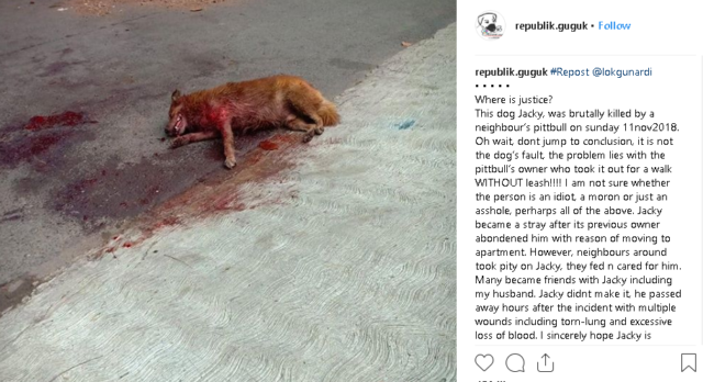 Seekor Anjing Pitbull Lukai Security di Jakarta, Lebih Awas ya untuk Para Pemilik Anjing!