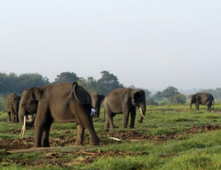 Taman Nasional Way Kambas