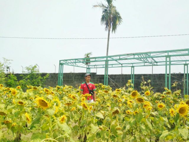 Kebun Bunga Matahari