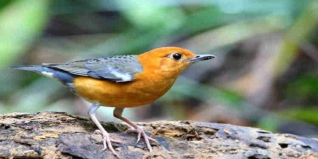 Burung Anis Merah