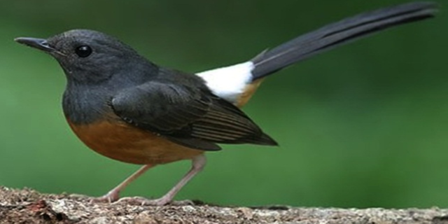 Burung Murai Batu