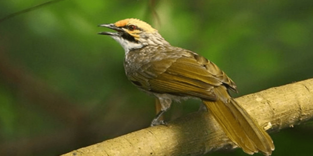 Burung Cucak Rawa