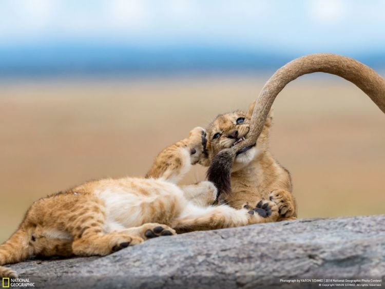 Parade Foto Spektakuler dari Kompetisi Fotografi National Geographic 2018. Kualitasnya Memang Juara!