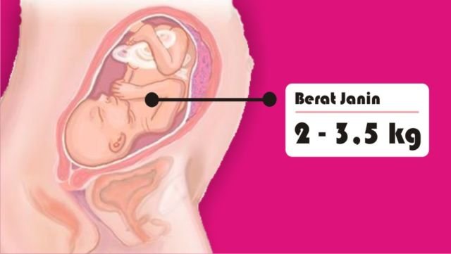 8 Asal Muasal Penambahan Berat Badan Ibu Hamil. Penasaran kan Kenapa Bisa Naik Belasan Kilo?