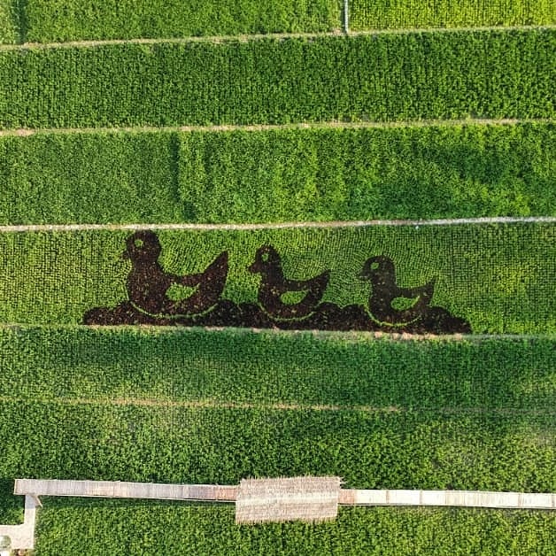 Sawah Kreasi Jogja, Destinasi Instagramable dengan Aneka Gambar Lucu di Sawah. Unyu Banget Sih!