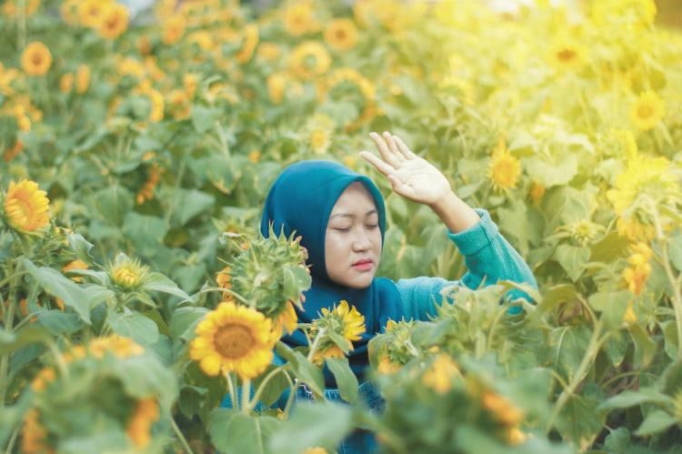 Sunflower Garden, Destinasi Kebun Bunga Matahari yang Hits di Kediri. Instagramable Banget Deh!