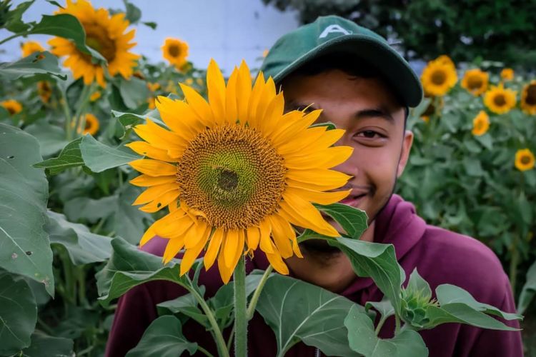 Sunflower Garden, Destinasi Kebun Bunga Matahari yang Hits di Kediri. Instagramable Banget Deh!