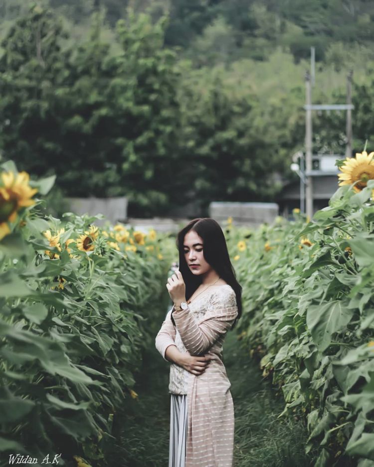 Sunflower Garden, Destinasi Kebun Bunga Matahari yang Hits di Kediri. Instagramable Banget Deh!