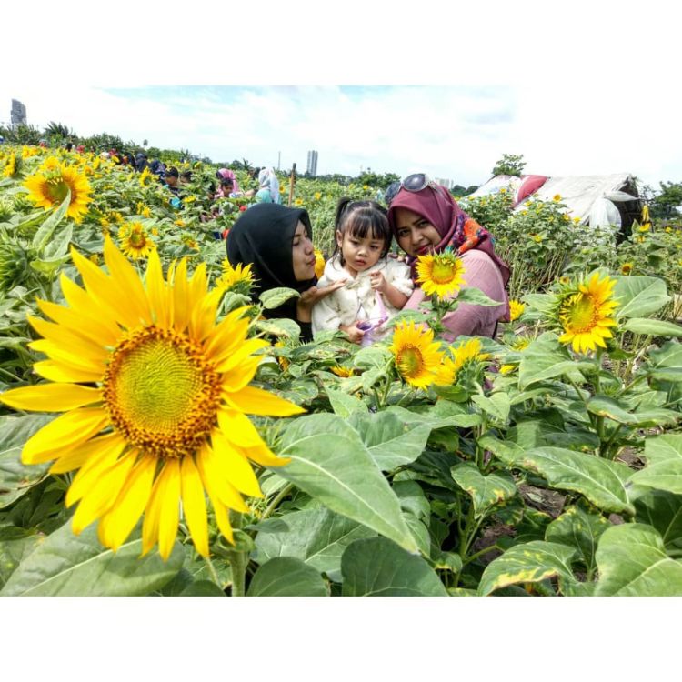 Kebun Bunga Matahari di Tangerang Viral di Media Sosial. Sudahkah Kamu Berkunjung ke Sana?