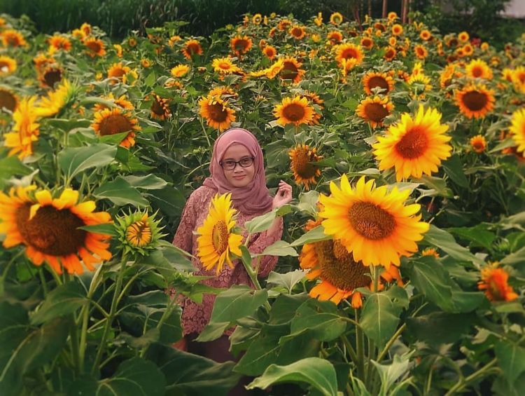 Sunflower Garden, Destinasi Kebun Bunga Matahari yang Hits di Kediri. Instagramable Banget Deh!