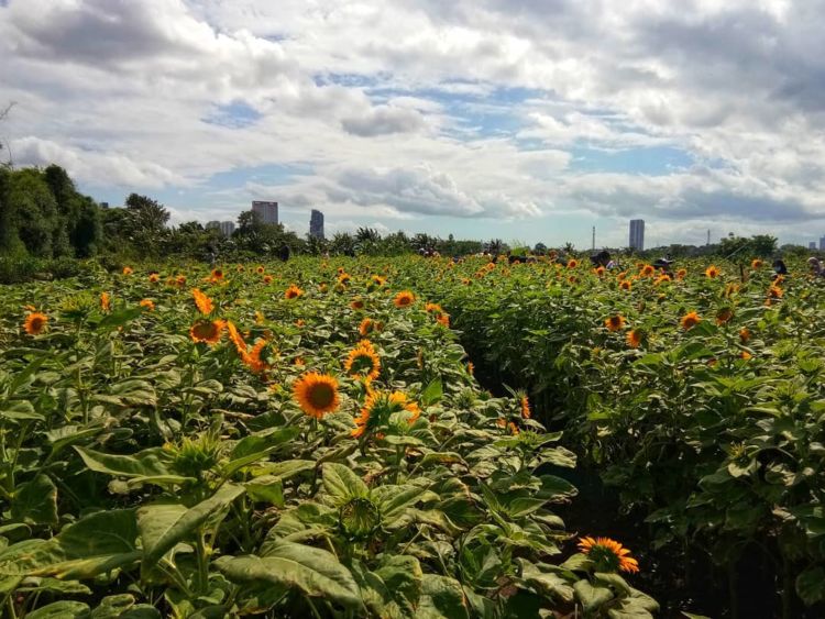 Kebun Bunga Matahari di Tangerang Viral di Media Sosial. Sudahkah Kamu Berkunjung ke Sana?