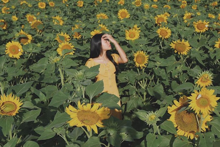 Sunflower Garden, Destinasi Kebun Bunga Matahari yang Hits di Kediri. Instagramable Banget Deh!